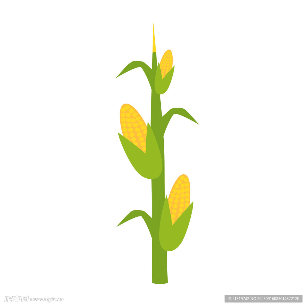 玉米插畫