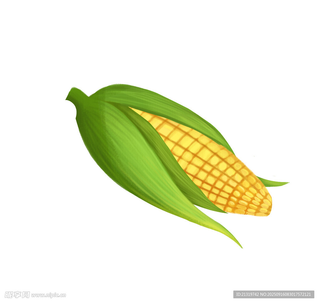 玉米插畫素材