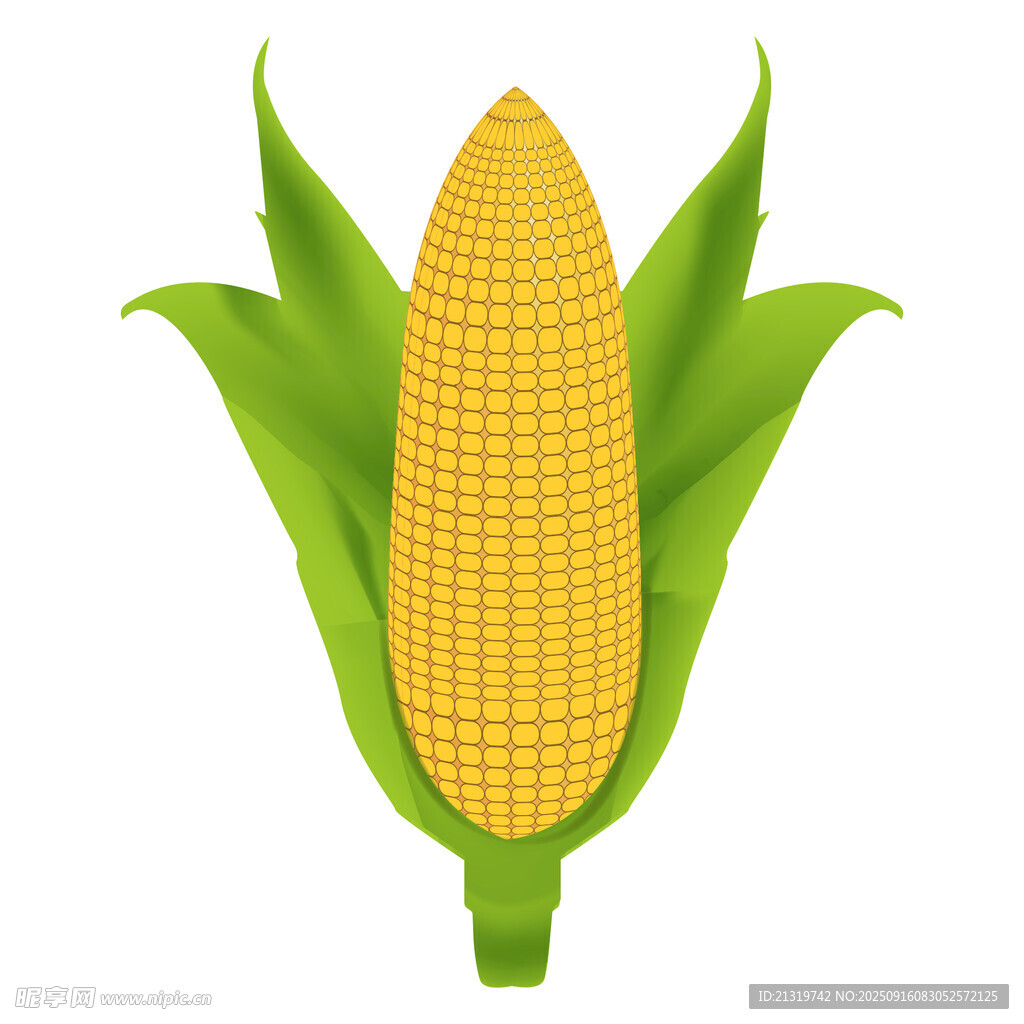 玉米插畫