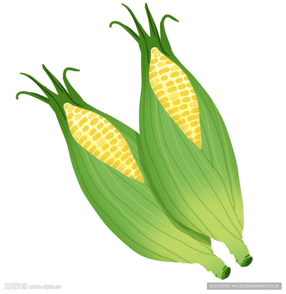 玉米插畫素材