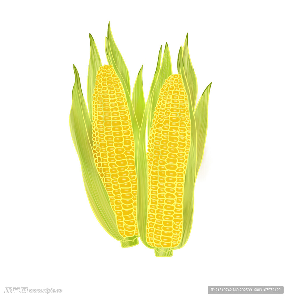 玉米素材插畫