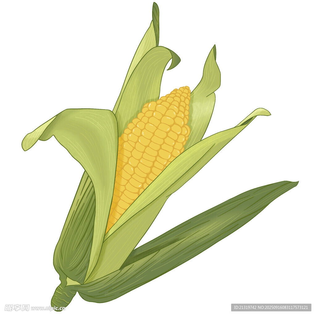 玉米插畫素材