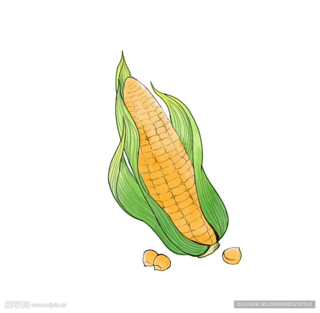 玉米插畫