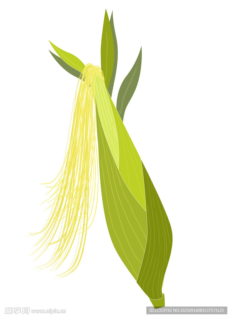 玉米插畫素材