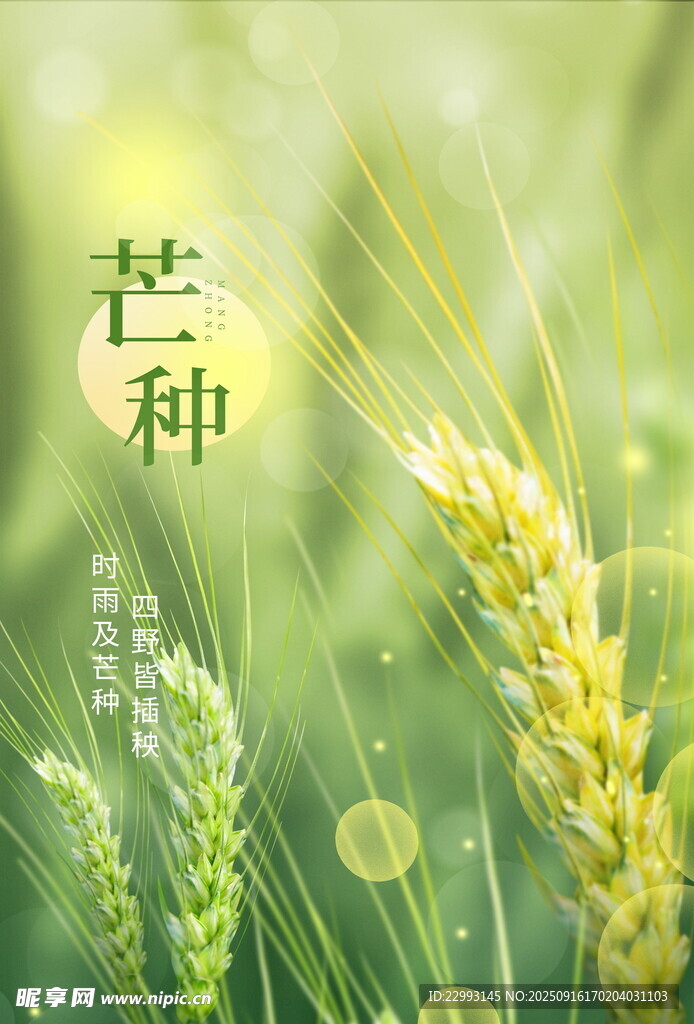 芒種