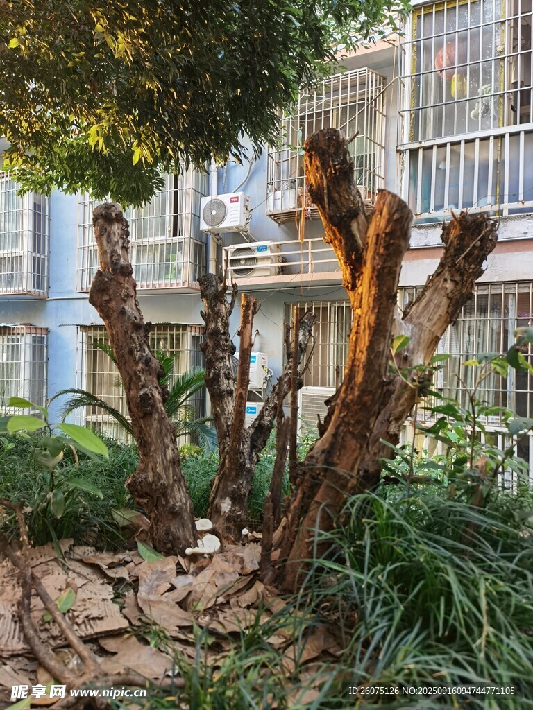 奇特造型的戶外樹樁
