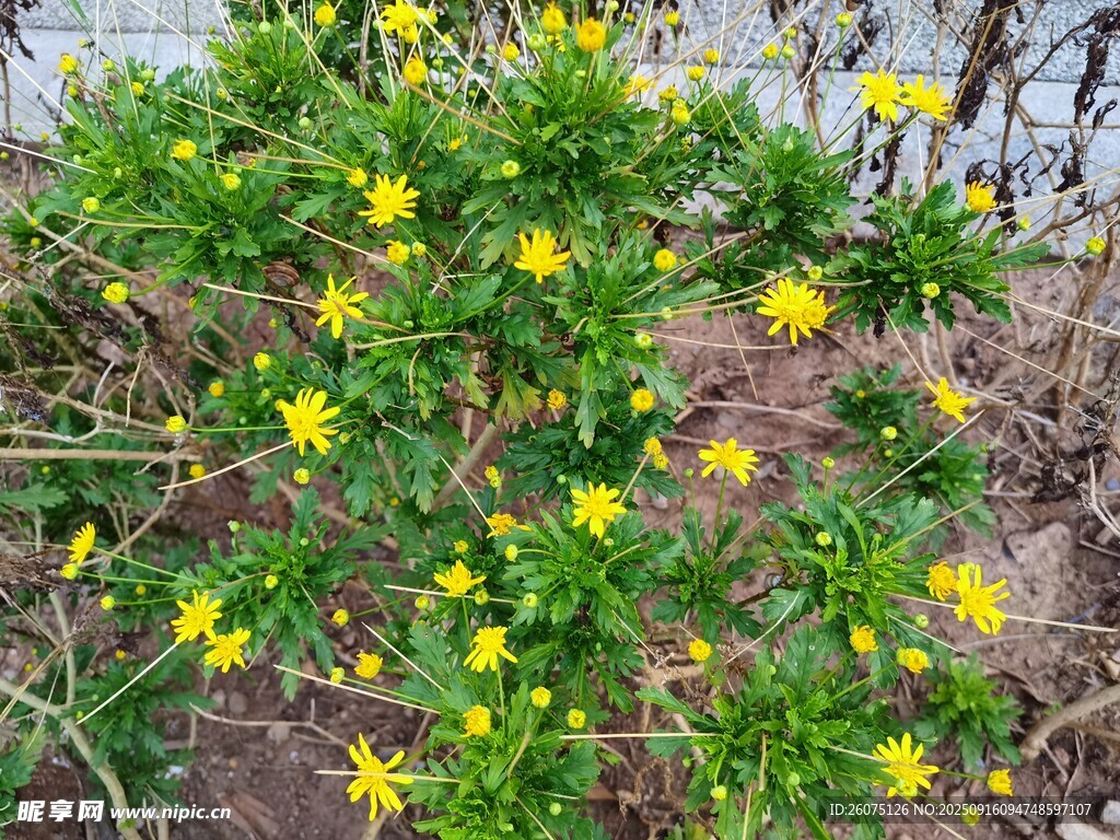 黃色小花綻放于綠植間