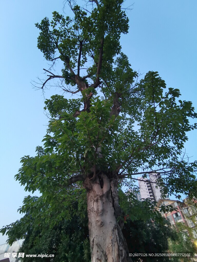 高大茂盛的單棵綠色大樹