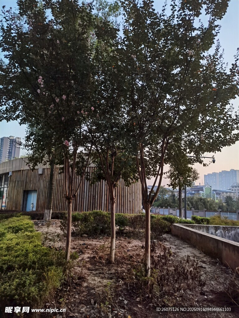 城市中蔥郁的樹木景觀