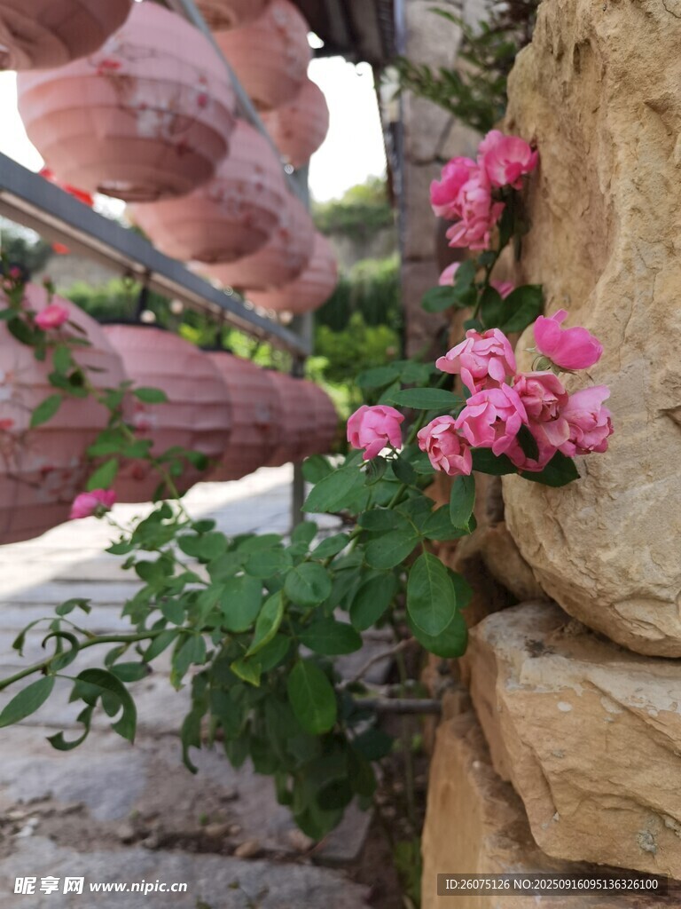 石縫間綻放的嬌艷粉色花朵