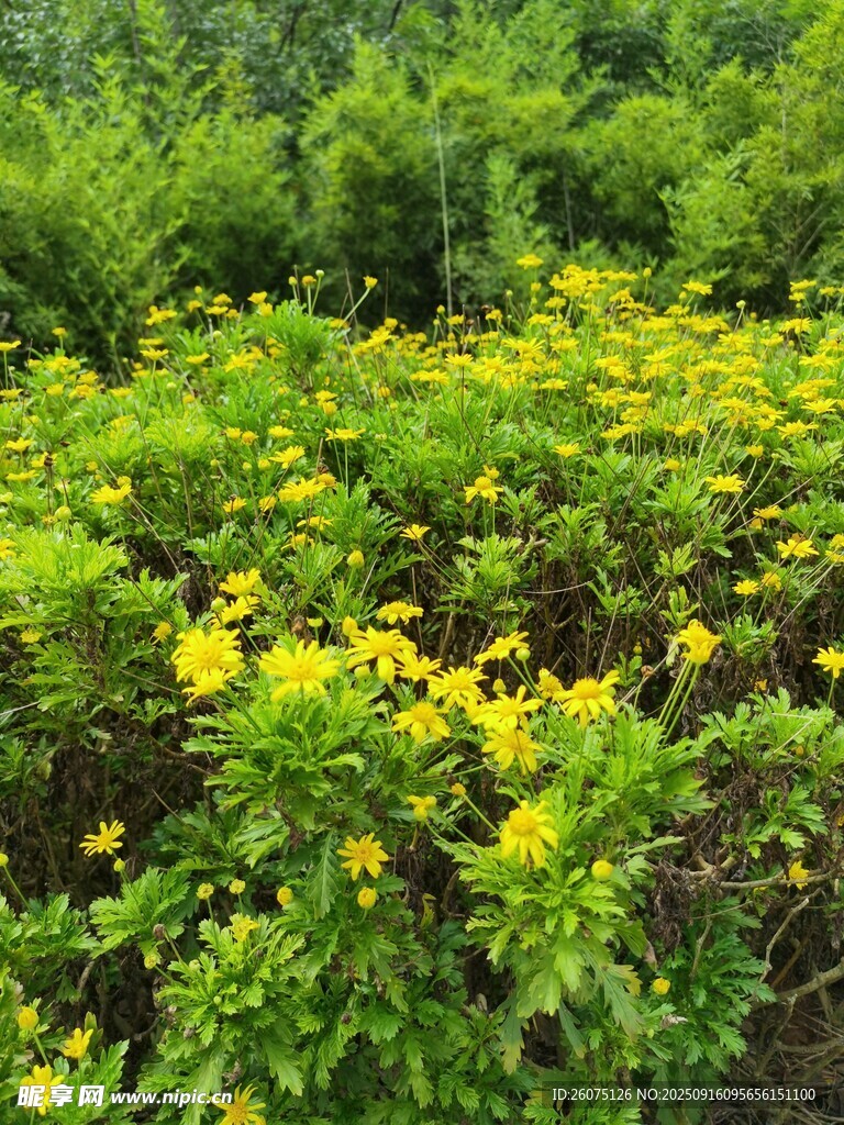 田野中的燦爛黃色小花