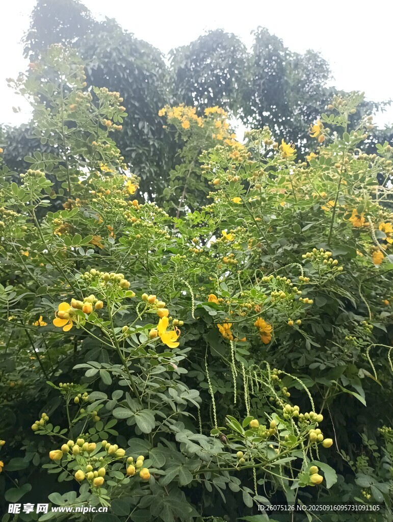 繁茂綠植間的黃色花朵