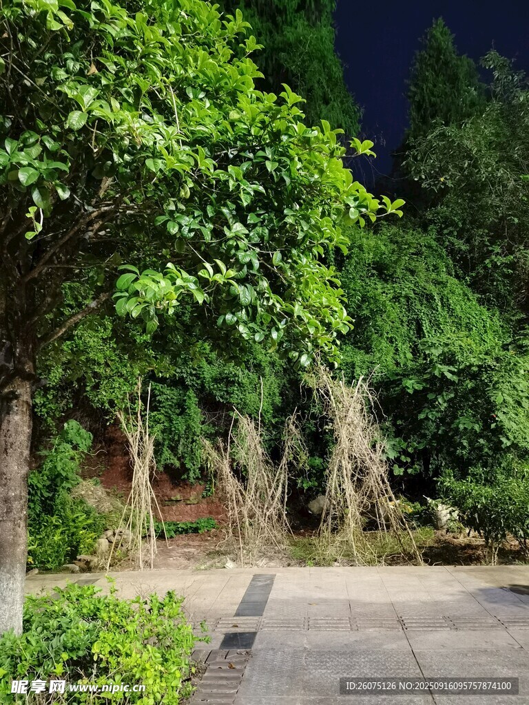 夜晚靜謐的綠植景觀小道