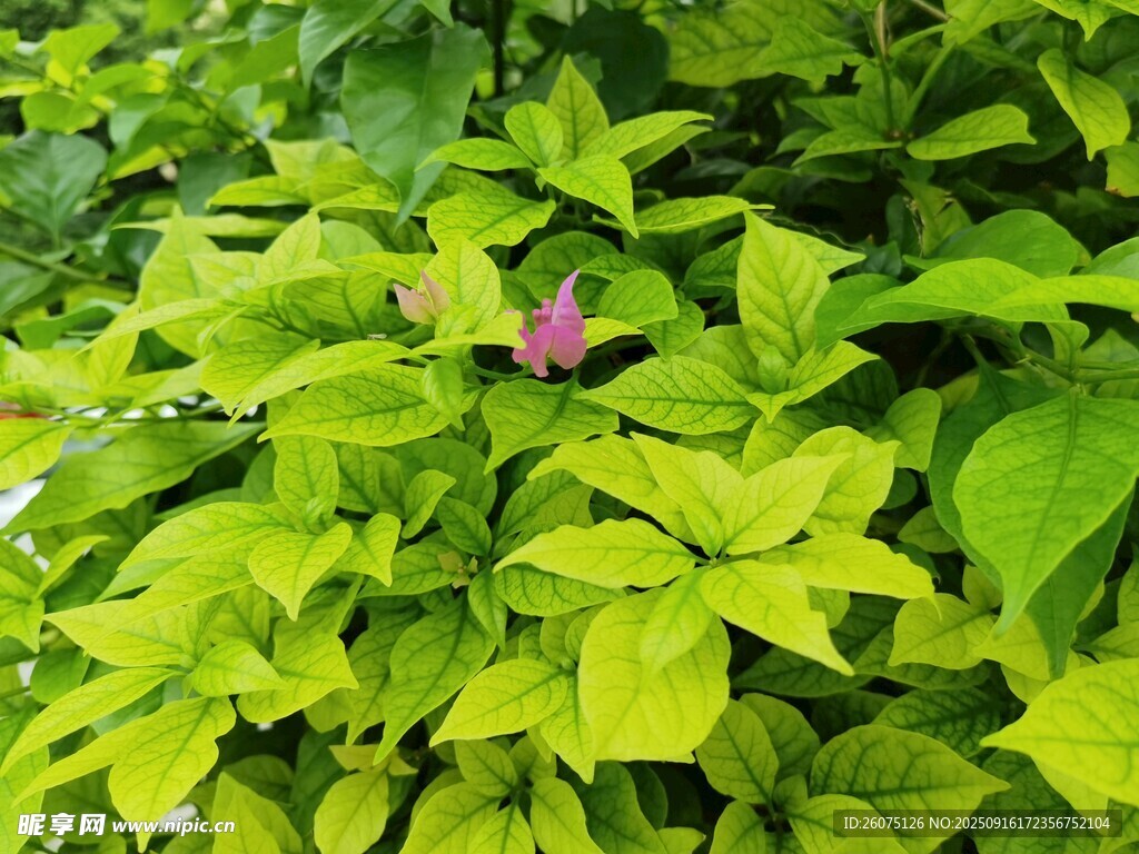 綠葉叢中一點粉