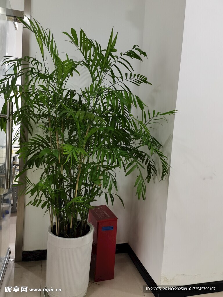 室內(nèi)角落的翠綠盆栽