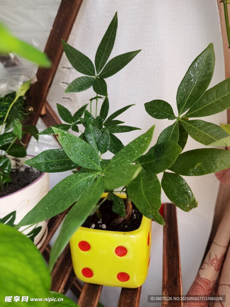 黃底紅點(diǎn)盆中的綠植