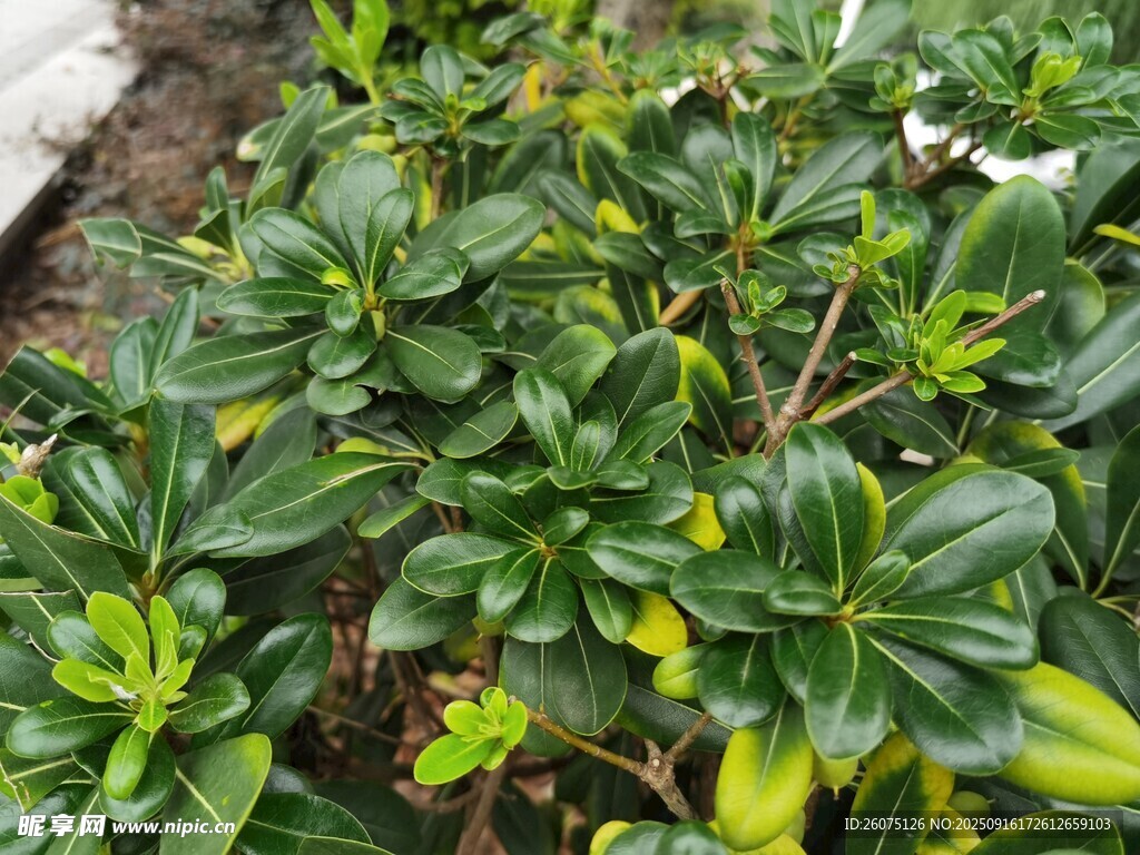 翠綠茂盛的綠植景觀