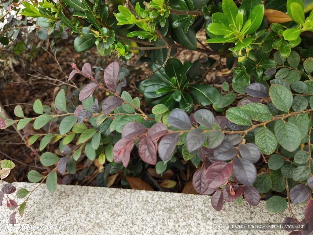 多彩葉片植物景觀