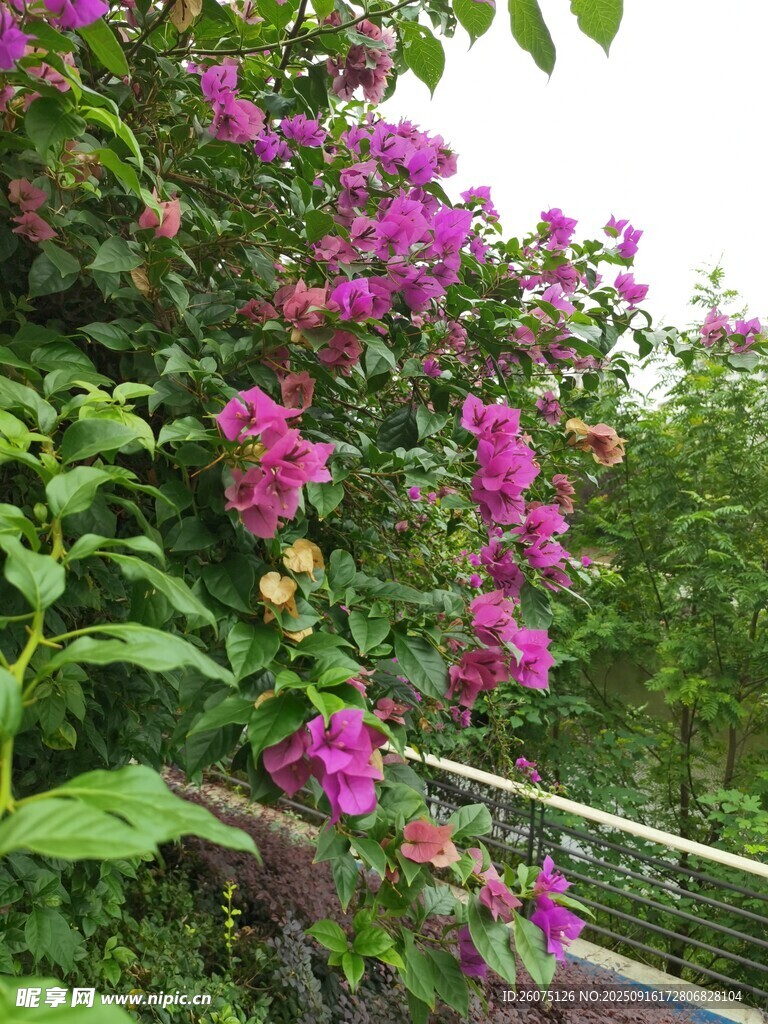 繁花滿枝的艷麗紫花