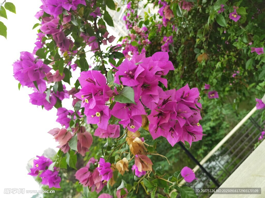 綻放的艷麗三角梅