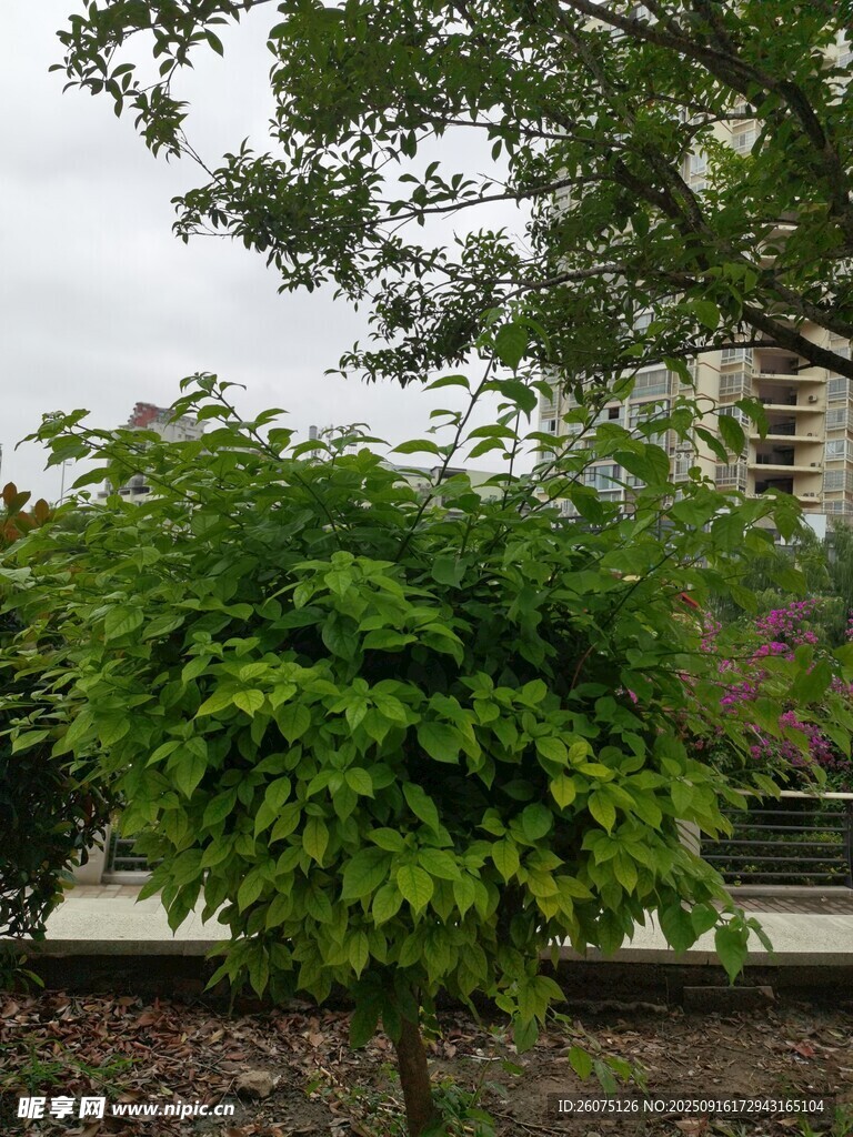 綠葉繁茂的街邊樹木