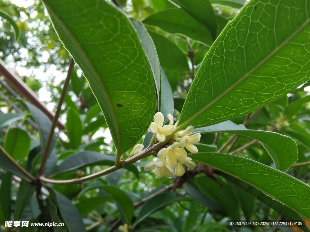 枝頭綻放的桂花