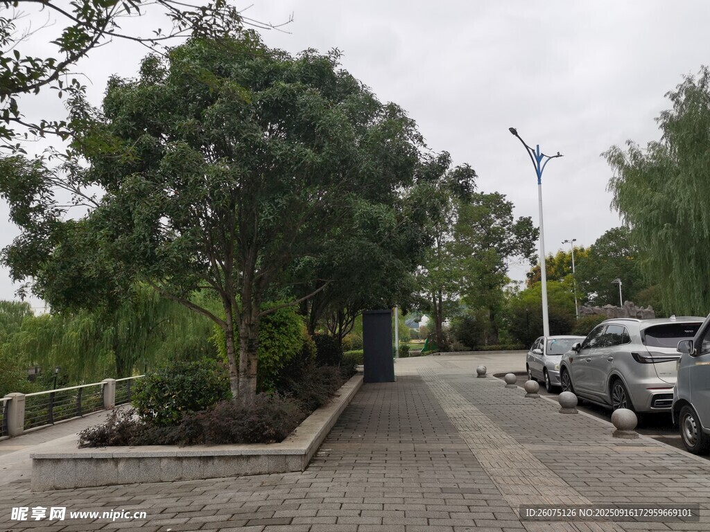 路邊綠樹成蔭的停車場景