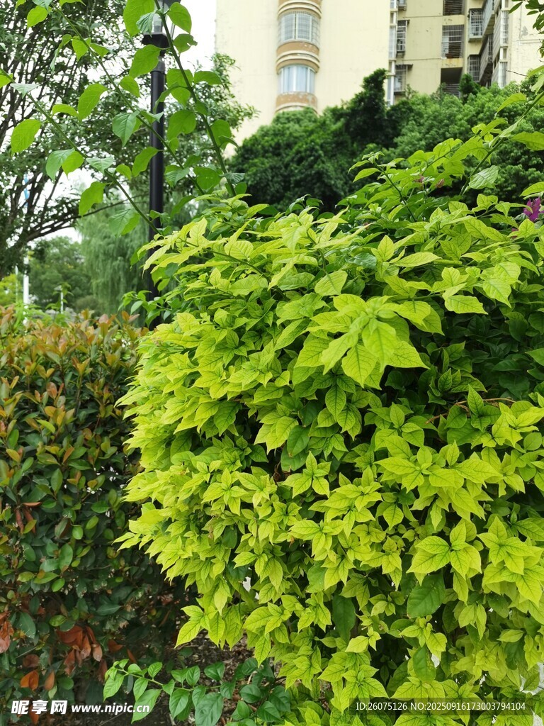 翠綠繁茂的戶外綠植景觀