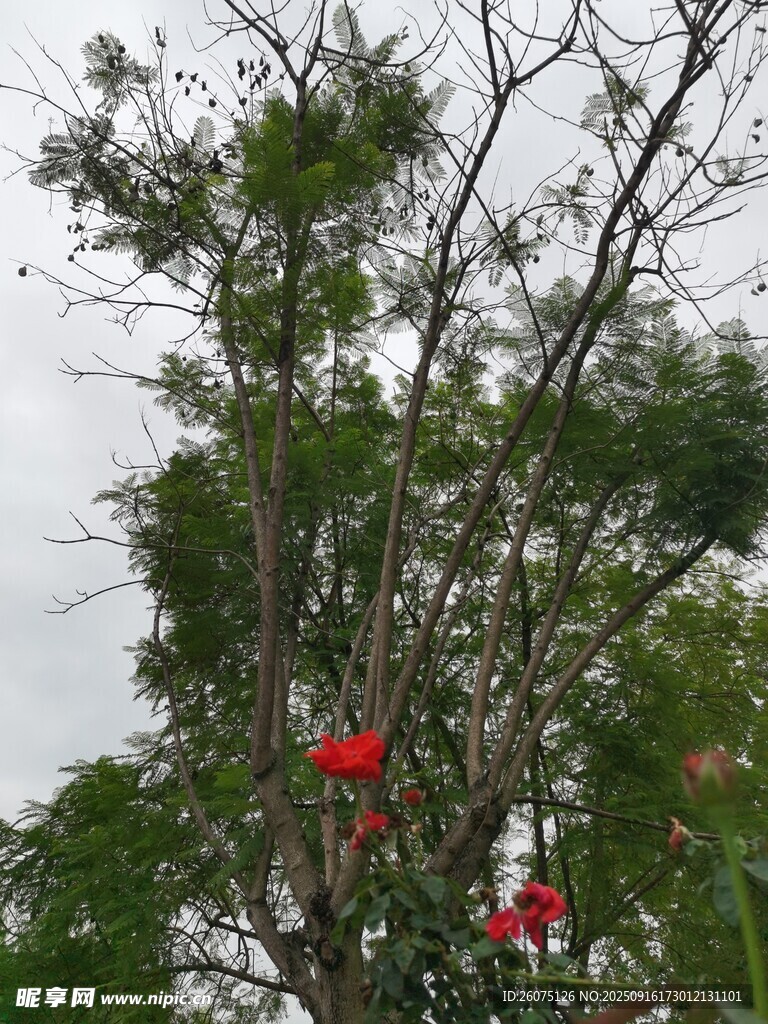 綠葉間綻放的艷麗紅花