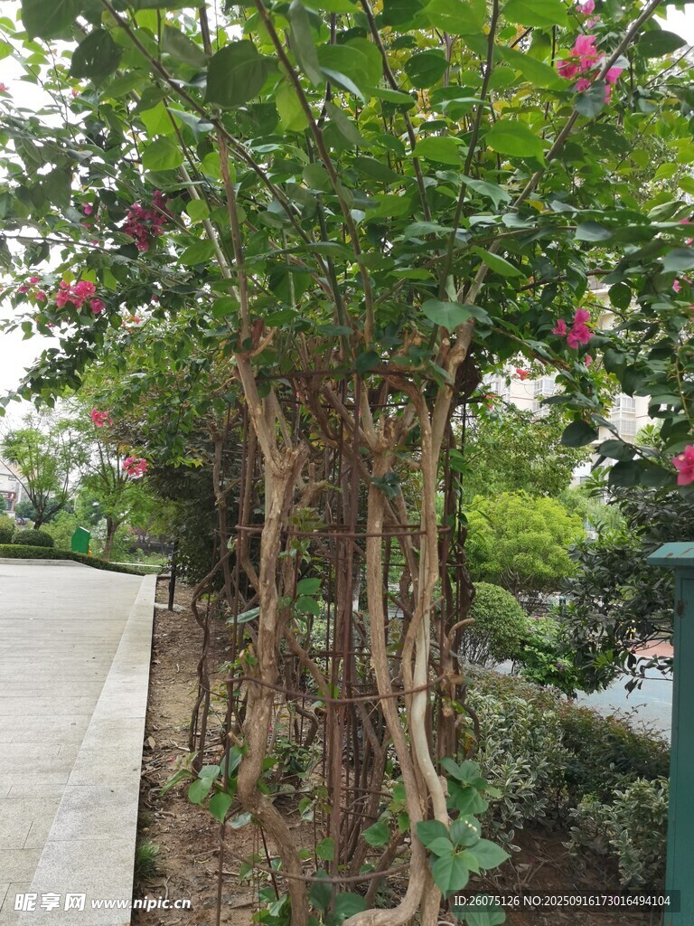 繁花纏繞的古樸藤狀植物