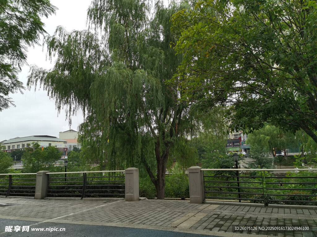 城市中蔥郁的綠樹景觀