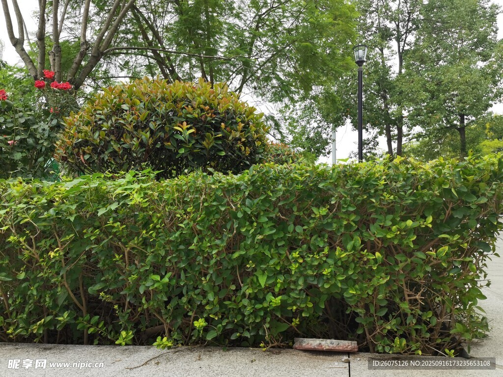 修剪整齊的綠植景觀
