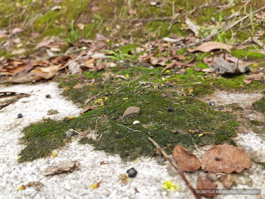 地面上的苔蘚與碎石