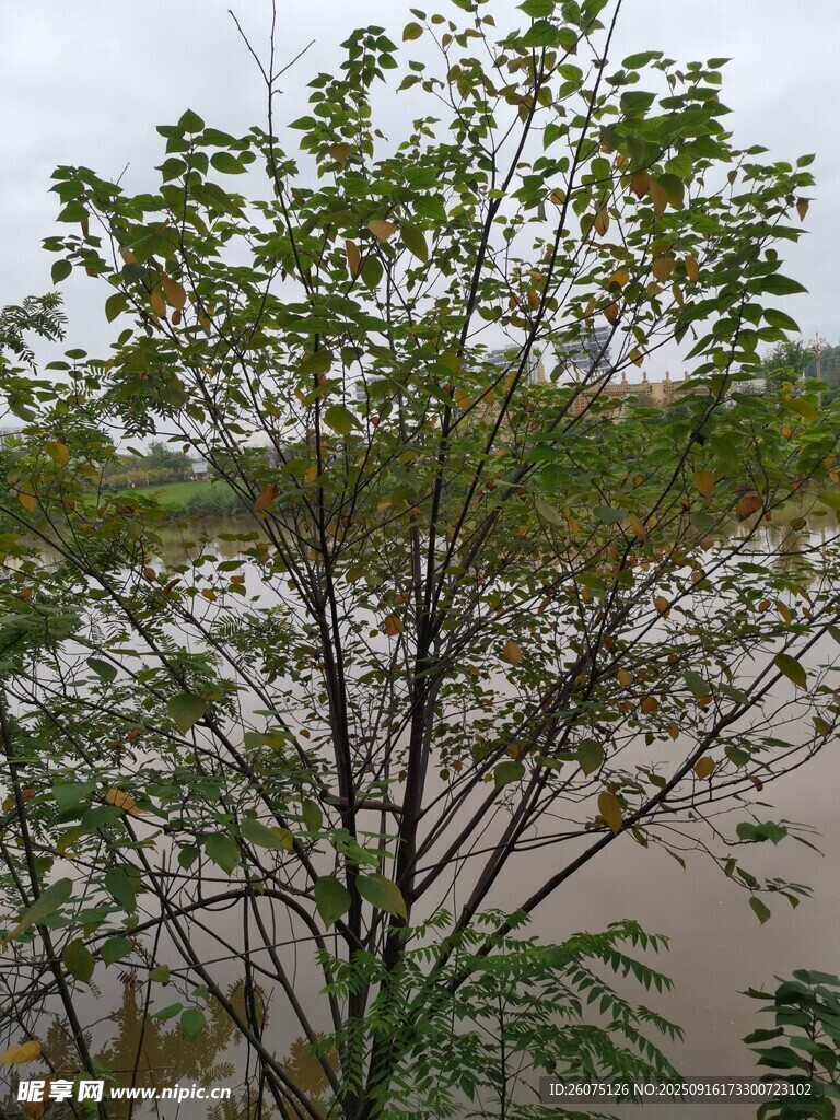 河邊綠樹展現(xiàn)自然景致