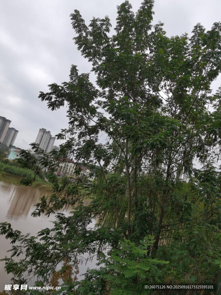 河畔綠樹成蔭的自然景致