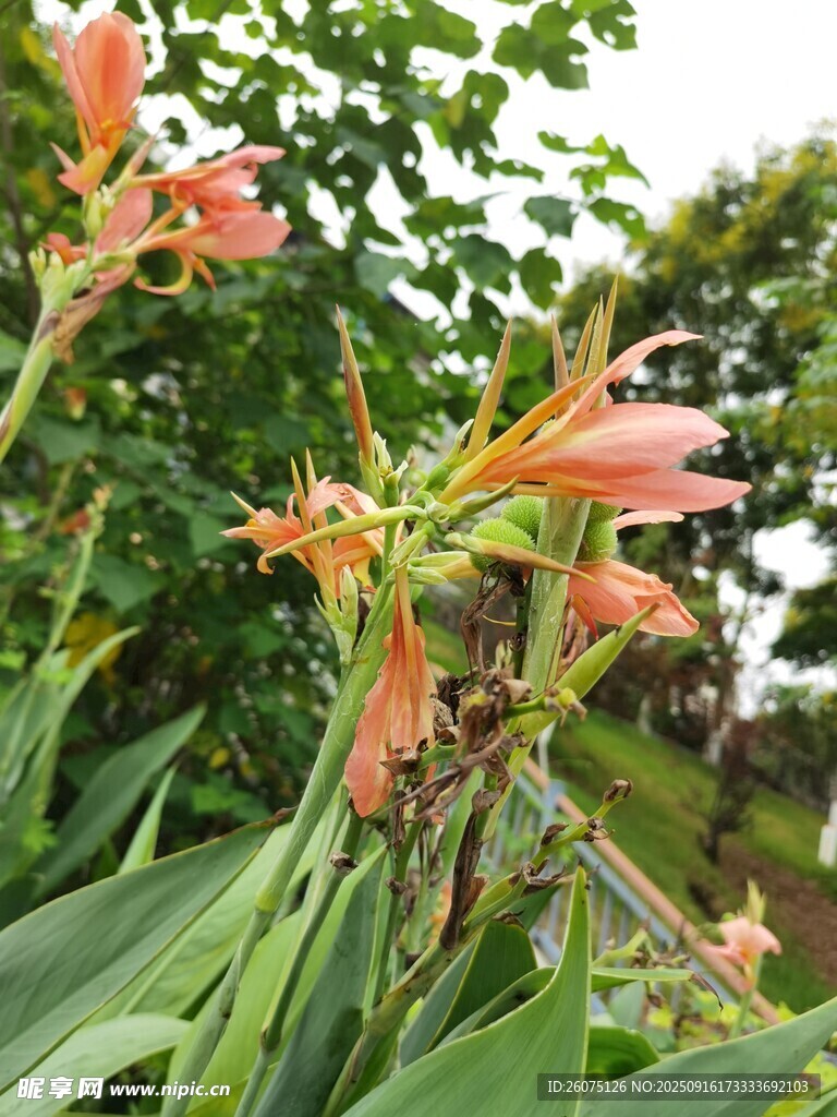 綻放的橙紅色花卉