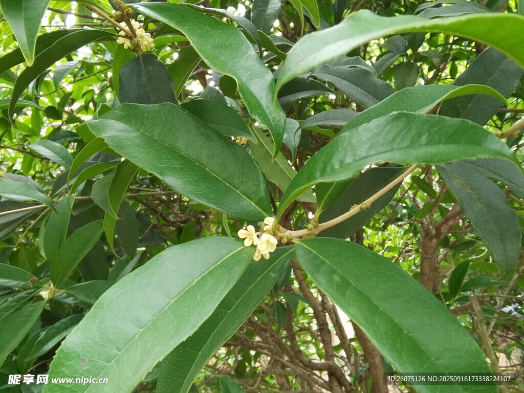 綠葉繁茂的植物特寫(xiě)