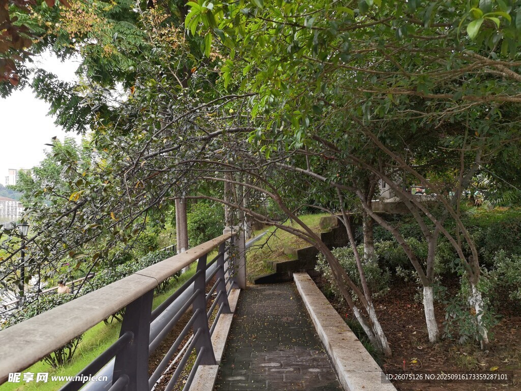 林間木棧道綠意盎然之景