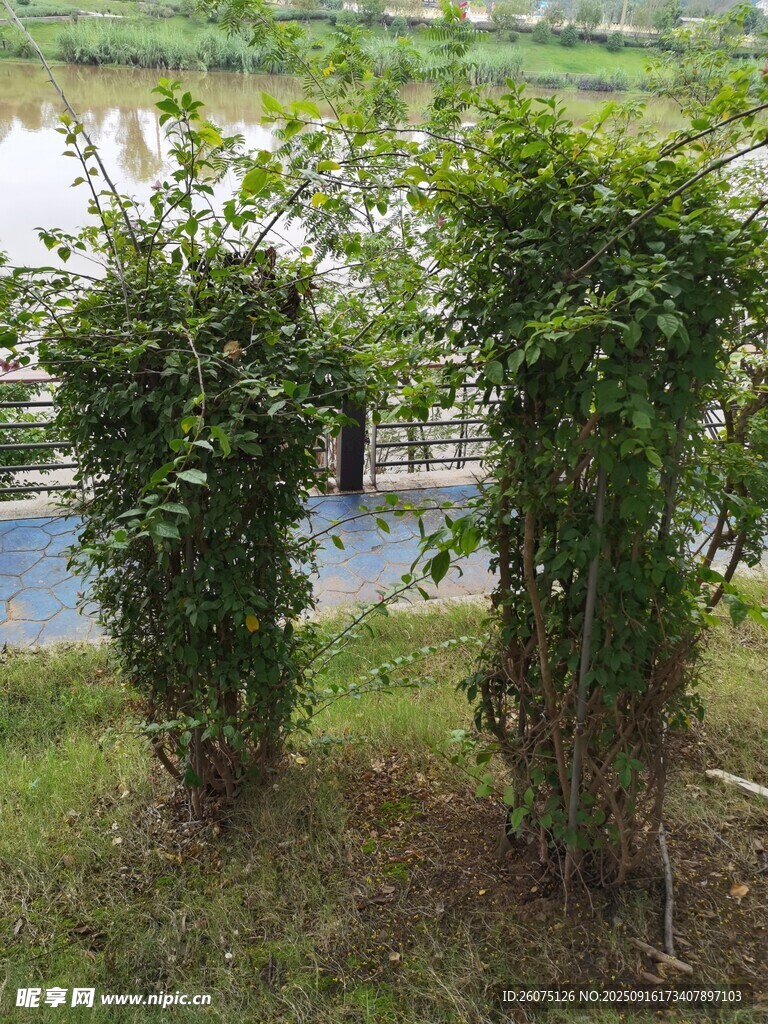 兩株綠植立于草地