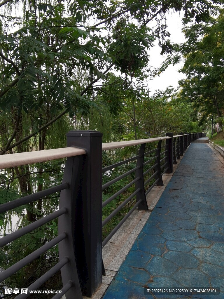 林間漫步道靜謐自然景致