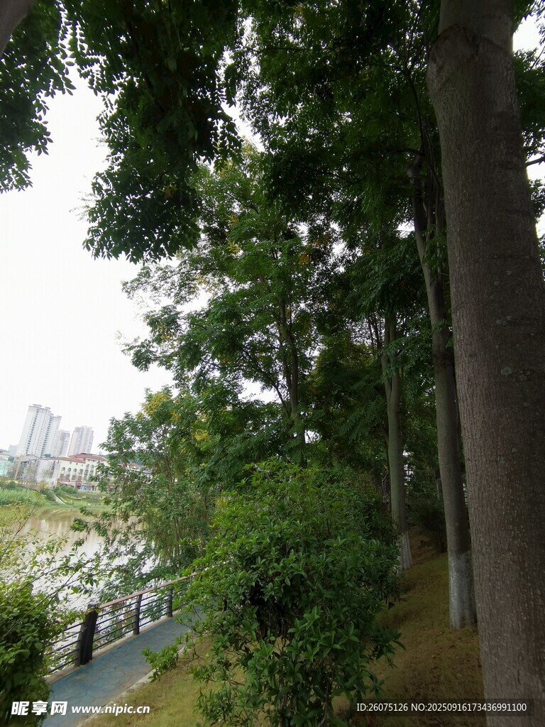 林間小道旁的蔥郁樹木