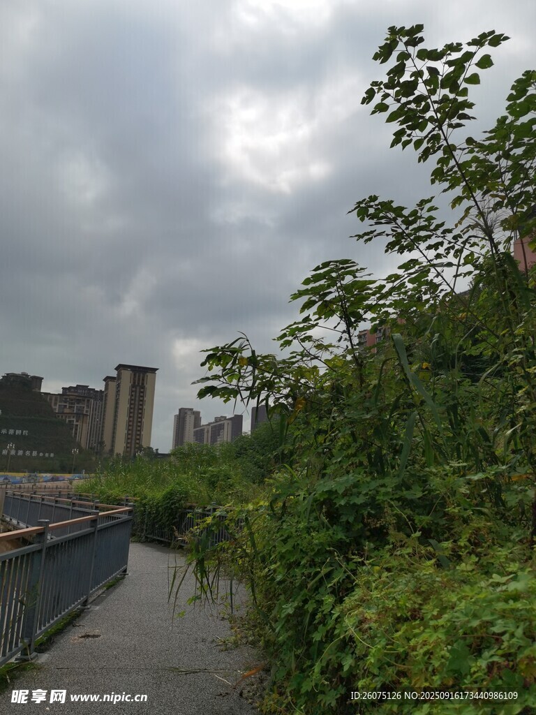城市小徑旁的繁茂綠植