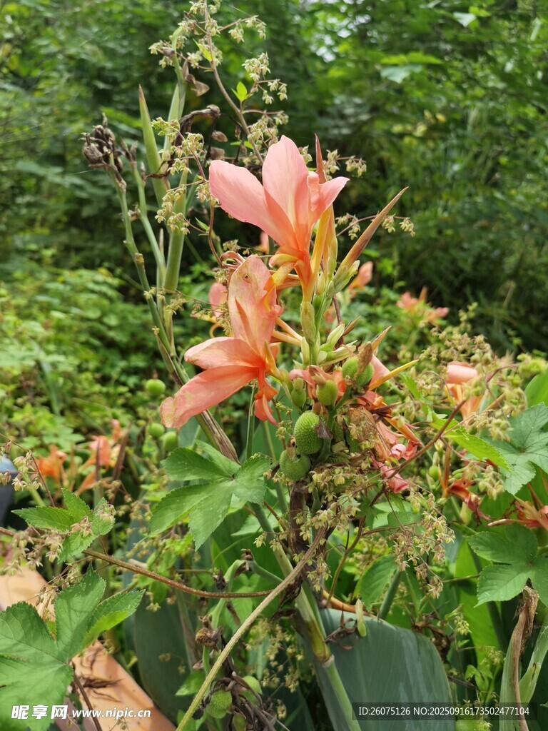 嬌艷綻放的橙紅色花卉