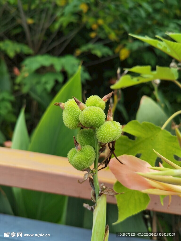 枝頭青果綠意盎然