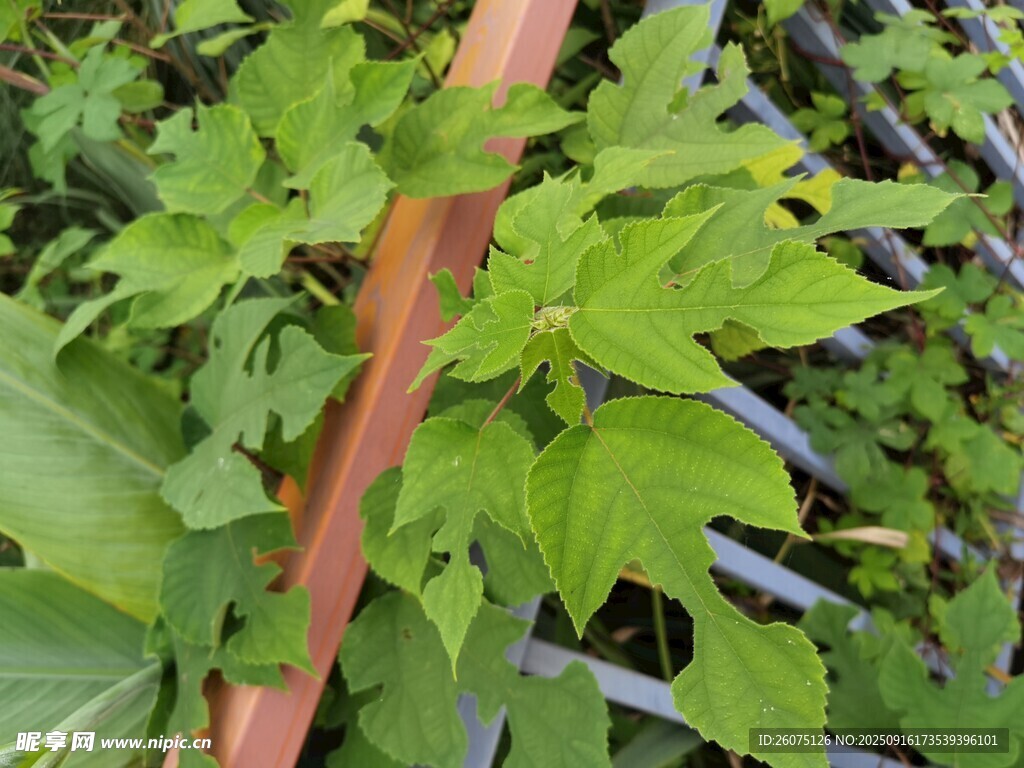 綠色植物與木質(zhì)桿特寫