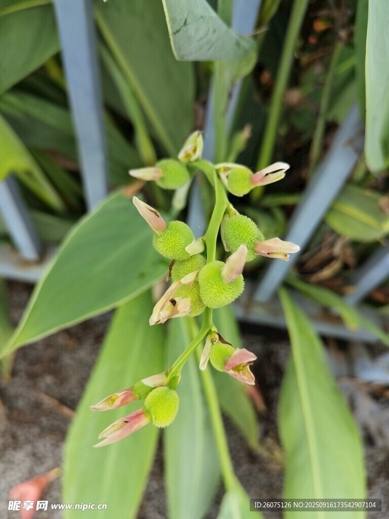 綠色植物上的嬌嫩小花