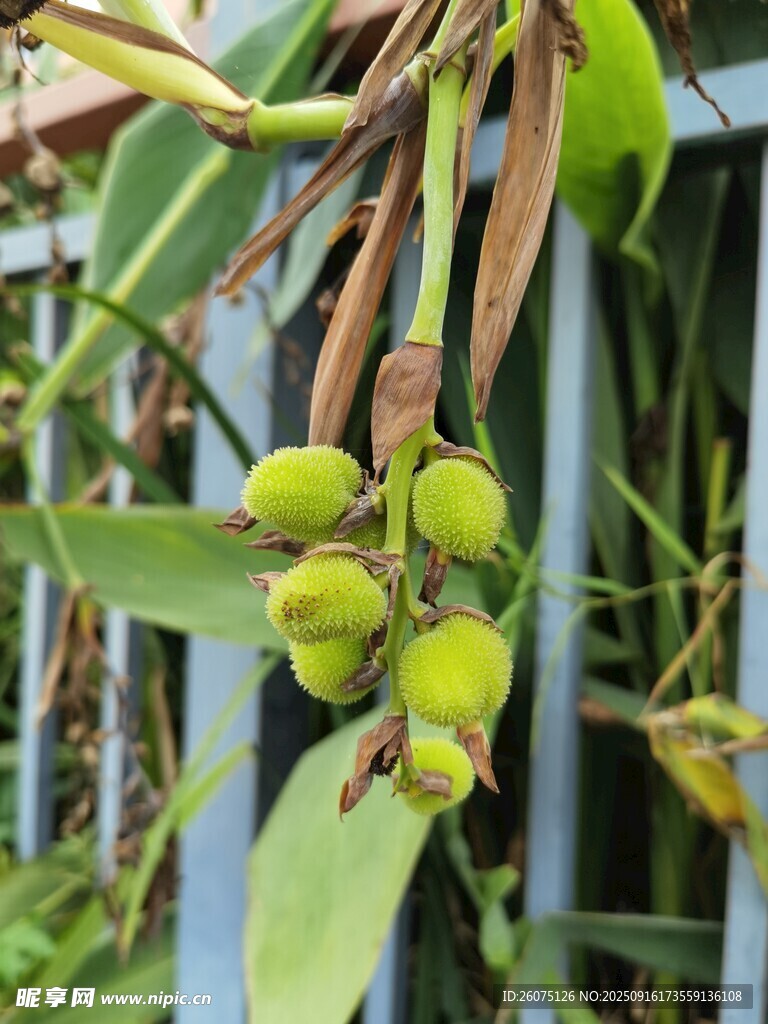 枝頭青果待熟的植物景象