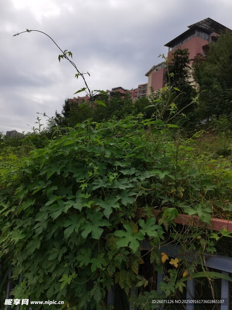 山坡綠植環(huán)繞的紅頂建筑