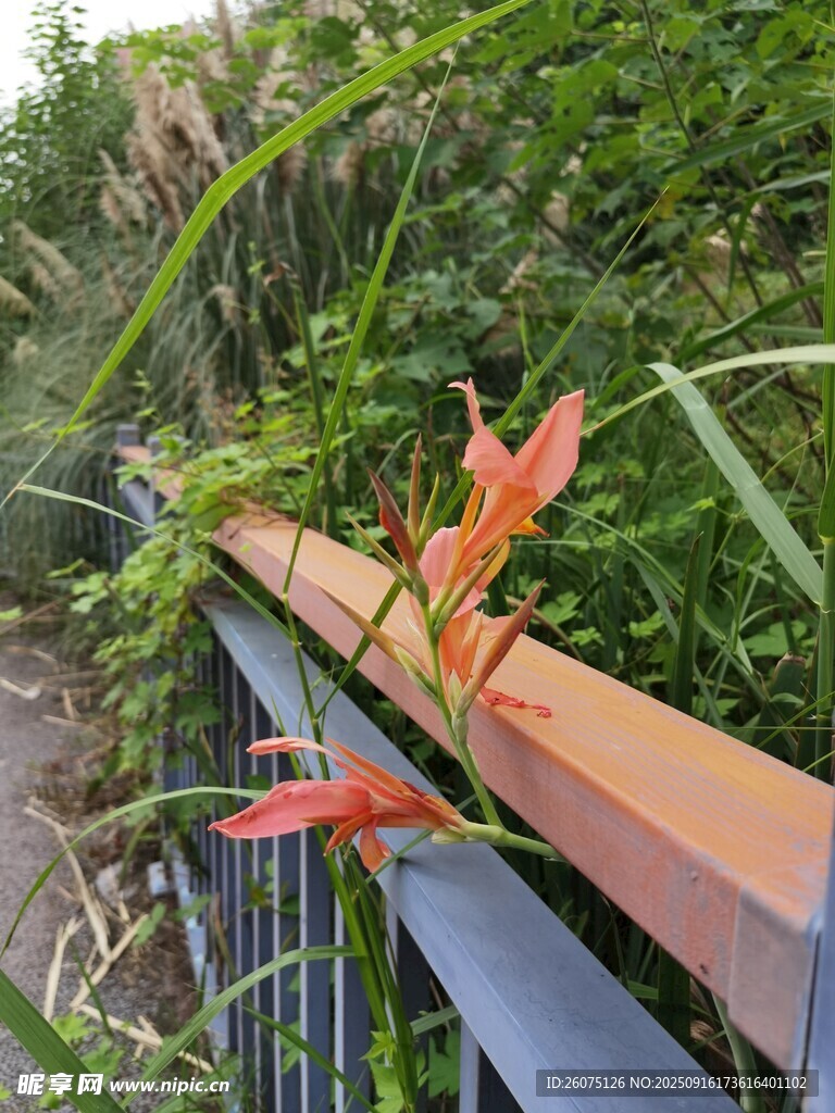 欄桿旁綻放的鮮艷花朵