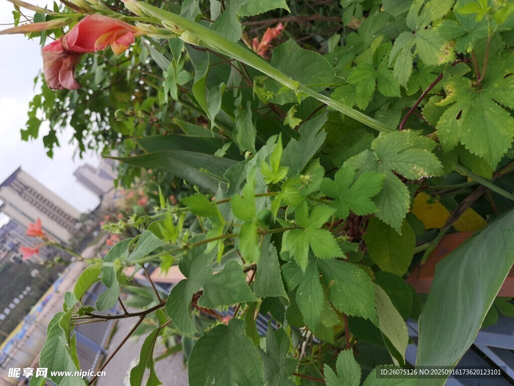 陽臺(tái)綠植綻放艷麗花朵